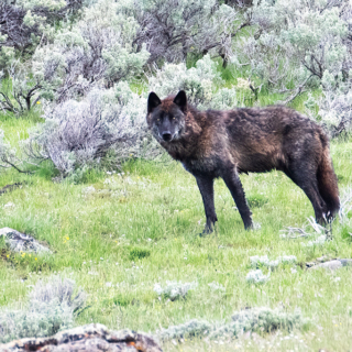 Yellowstone Wolf Yellowstone Wolf