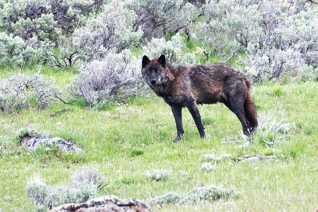 Yellowstone Wolf