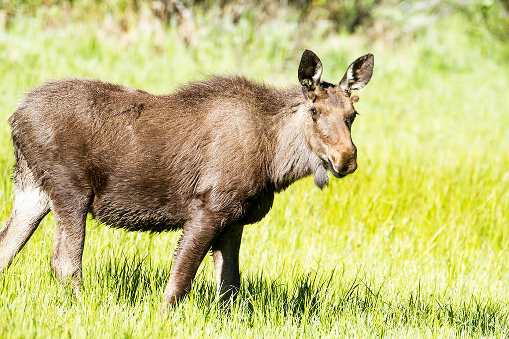 Young Bull Moose_RMNP