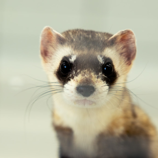 Black Footed Ferret Black Footed Ferret